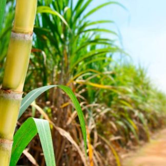 Sugarcane seed