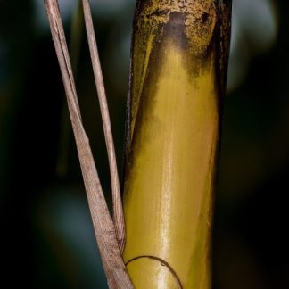Sugar Cane Seedlings