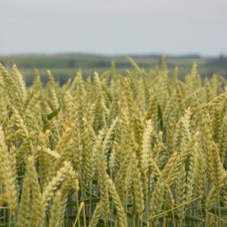 Plants